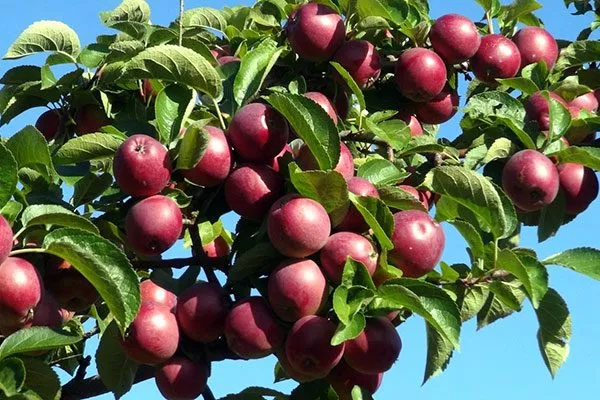 Яблоня Спартан урожайность