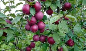 Яблоня Спартан ветка