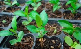 Яблоня Спартан всходы