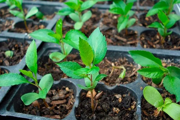 Яблоня Спартан всходы