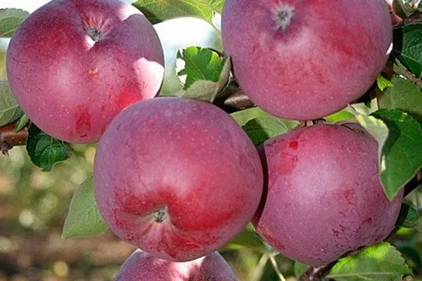 Яблоня Спартан яблоки