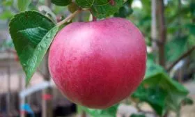 Яблоня Спартан яблоко