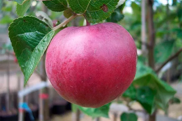 Яблоня Спартан яблоко