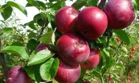 Яблоня Спартан зимний