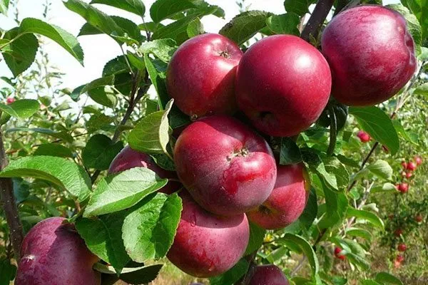 Яблоня Спартан зимний