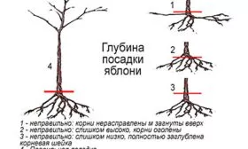 яблоня Услада правила посадки