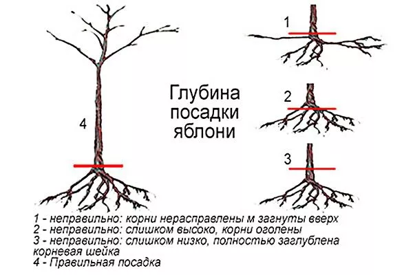 яблоня Услада правила посадки