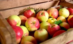 Яблоня Устойчивое хранение