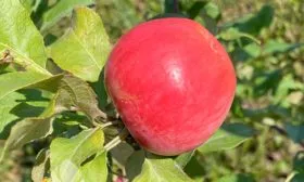 Яблоня Устойчивое на ветке яблоко