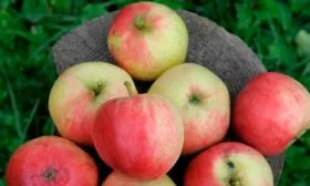 Яблоня Устойчивое описание