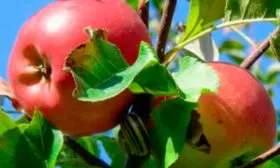 Яблоня Устойчивое плодоношене