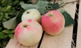 Яблоня Устойчивое урожай