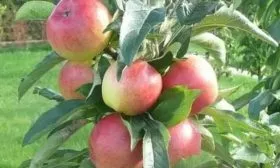 яблоня Валюта