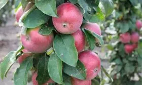 яблоня Валюта дерево