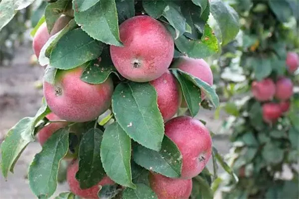яблоня Валюта дерево