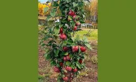 яблоня Валюта деревце