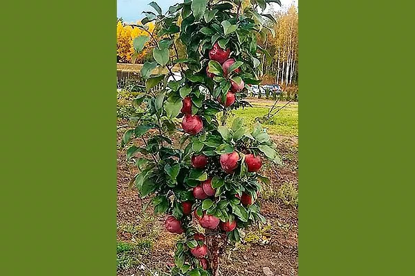 яблоня Валюта деревце