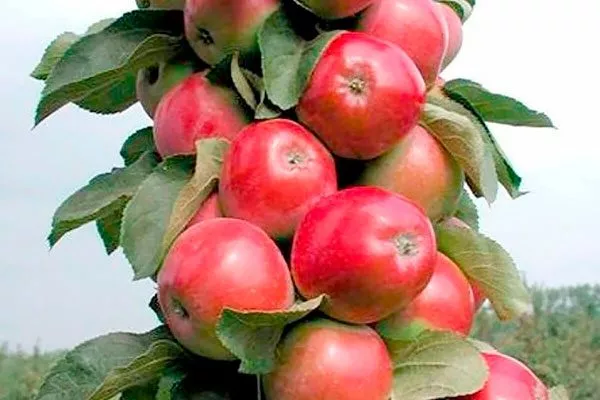 яблоня Валюта куст