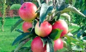 яблоня Валюта с плодами