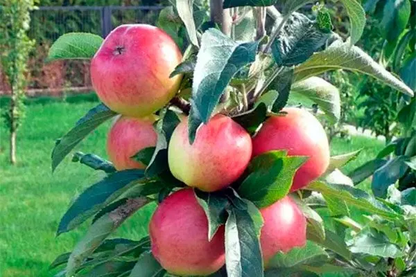 яблоня Валюта с плодами