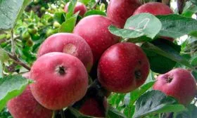 яблоня Валюта ветка