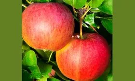 яблоня Валюта яблоки плоды