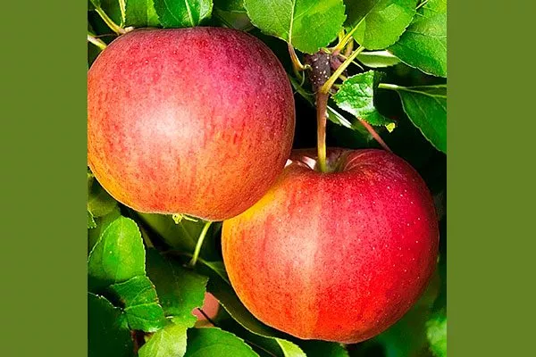 Яблоня Валюта: колоновидный сорт