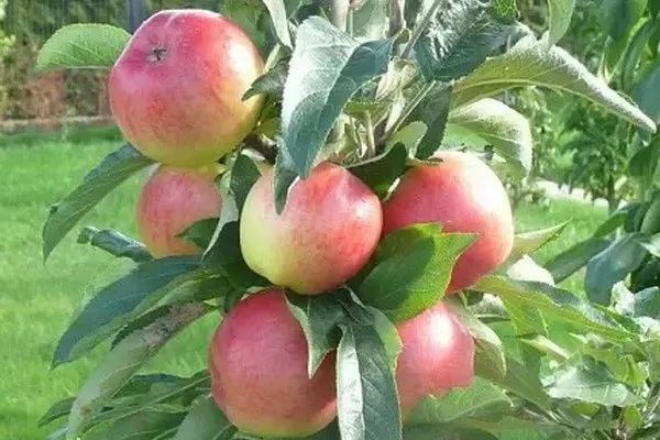 яблоня Валюта