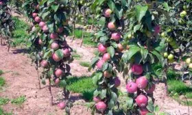 яблоня Васюган коллоновидное дерево