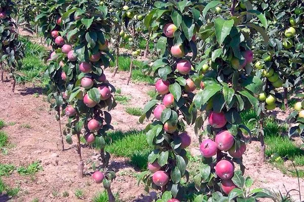 яблоня Васюган коллоновидное дерево