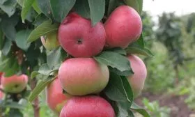 яблоня Васюган плоды