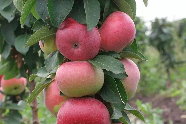 яблоня Васюган плоды