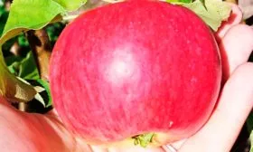 яблоня Васюган размер яблока