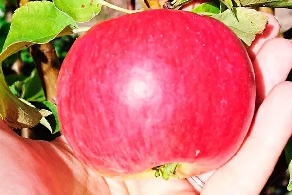 яблоня Васюган размер яблока