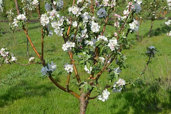 яблоня Васюган цветение