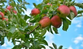 яблоня Васюган ветка с плодами