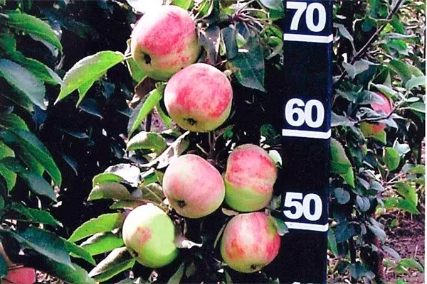 яблоня Васюган высота дерева