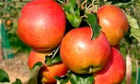 яблоня Васюган яблоки