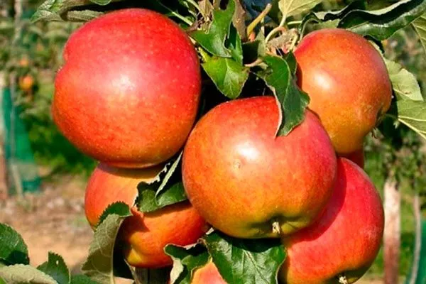 яблоня Васюган яблоки