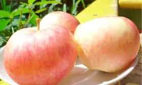 Яблоня Весна красные плоды