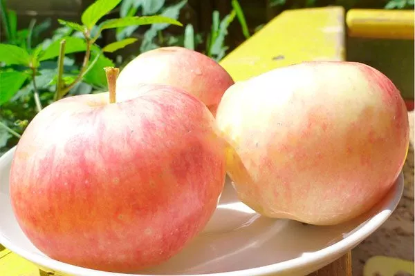 Яблоня Весна красные плоды