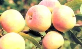 Яблоня Весна плоды