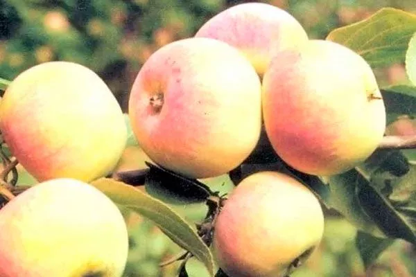 Яблоня Весна плоды