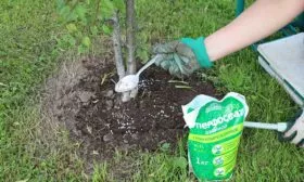 Яблоня Весна подкормка