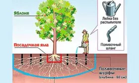 Яблоня Весна полив