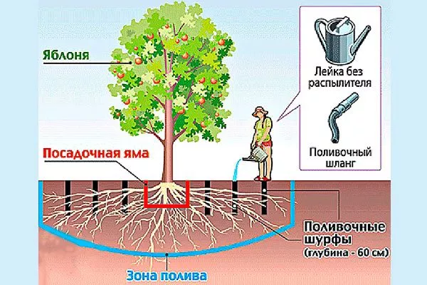 Яблоня Весна полив