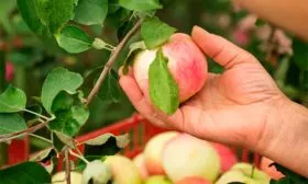 Яблоня Весна сбор урожая