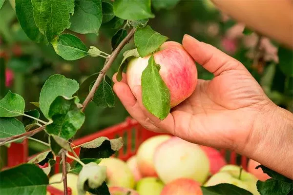 Яблоня Весна сбор урожая