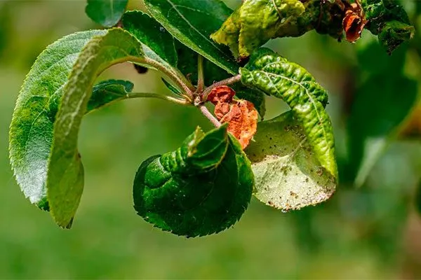 Яблоня Весна тля