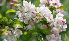 Яблоня Весна цветение